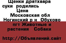 Щенки дратхаара, 2 суки, родились 17.03.2017 › Цена ­ 22 000 - Московская обл., Ногинский р-н, Обухово пгт Животные и растения » Собаки   